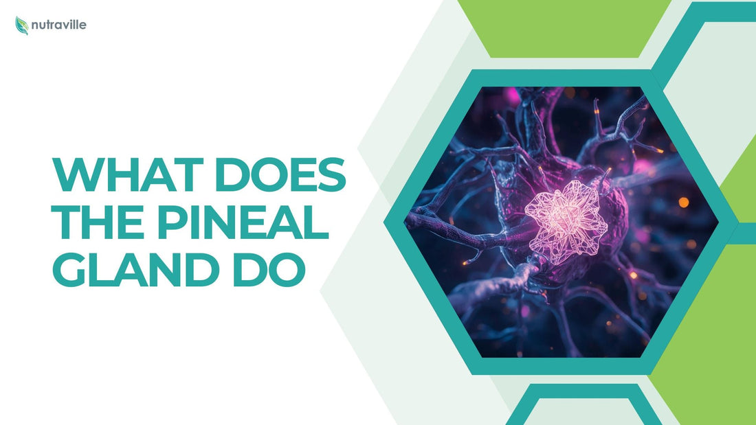 What Does the Pineal Gland Do