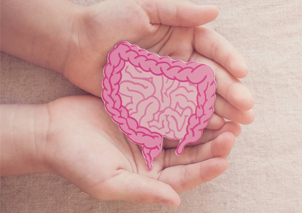 The Integral Role of Gut Health On Your Moods, Fitness Levels, and Immunity