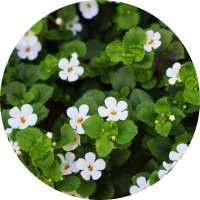 bacopa