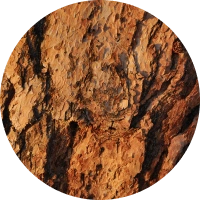 bark