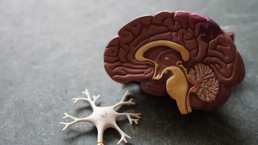 brain-stem