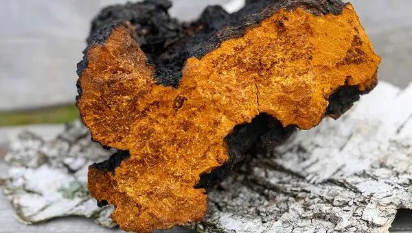 chaga-mushroom-mb