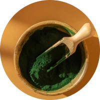 Chlorella