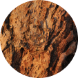 lions-mane-mushroom