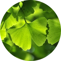 Ginkgo Biloba