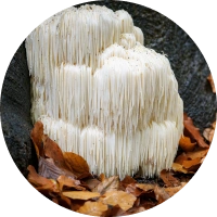 mane-mushroom