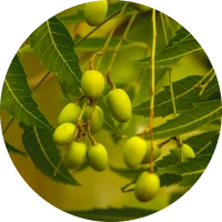 neem
