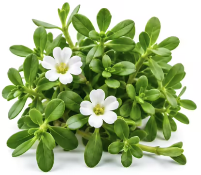 Bacopa monnieri plant with white flowers