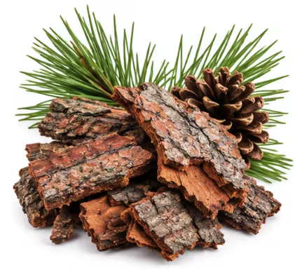 French maritime pine bark and pine cone