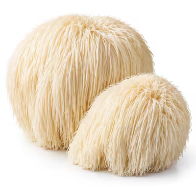 Yamabushitake (lion's mane) mushrooms