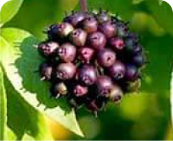ingredient